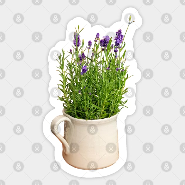 Lavender Plant in a Jug Photo Sticker by ellenhenryart